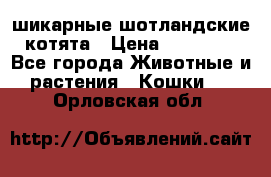 шикарные шотландские котята › Цена ­ 15 000 - Все города Животные и растения » Кошки   . Орловская обл.